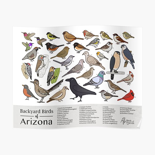 "Arizona - Backyard Birds of Arizona Field Guide Print - Bird Art