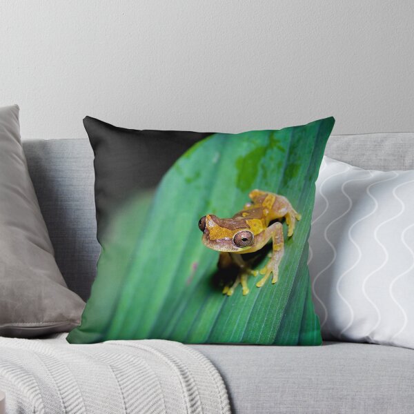 Item preview, Harlequin Treefrog (Dendropsophus ebraccatus), Costa Rica designed and sold by Dave Huth.