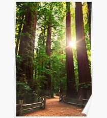 Redwood Forest Poster