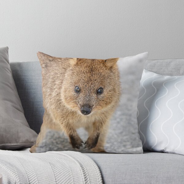Item preview, Quokka 10 designed and sold by Colin White.