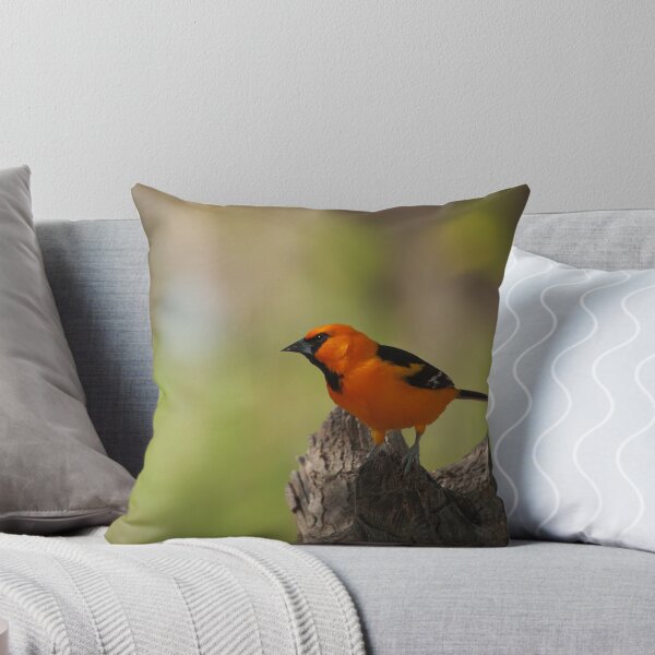 Item preview, Altamira Oriole designed and sold by Richard G Witham.