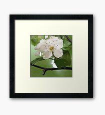 Spring Blossoms Framed Print