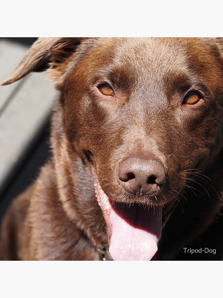 newfoundland dog st bernard