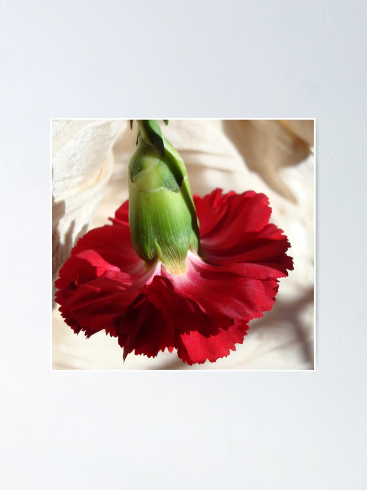 Thumbnail 1 of 3, Poster, Red Ruffles designed and sold by Kathy Bucari.