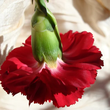 Artwork thumbnail, Red Ruffles by Kathy Bucari