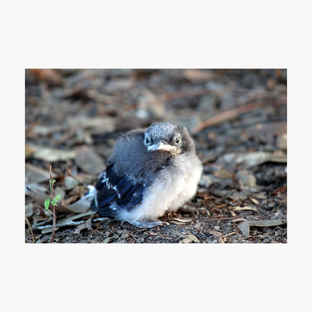 Baby Blue Jay Poster By Rebeccablackman Redbubble