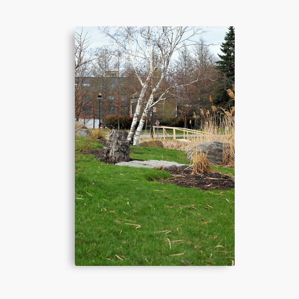 Birch tree 2 Canvas Print