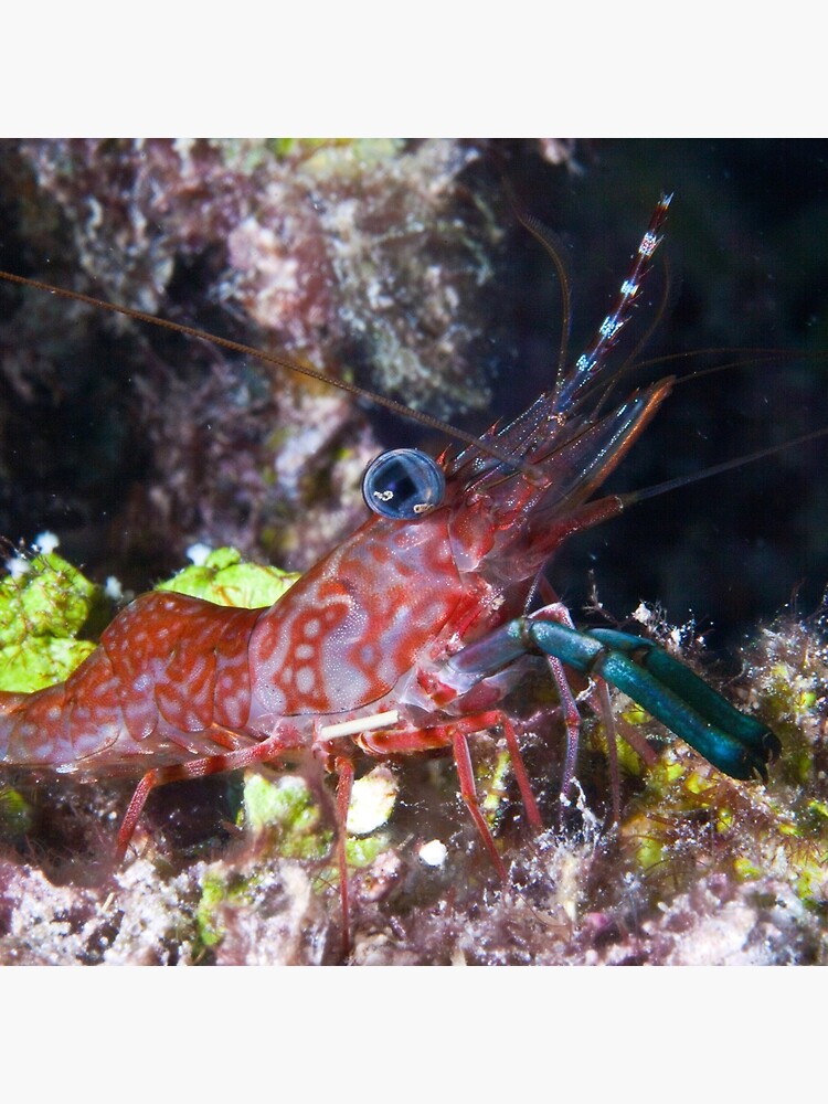 Mini shrimp by DavidWachenfeld