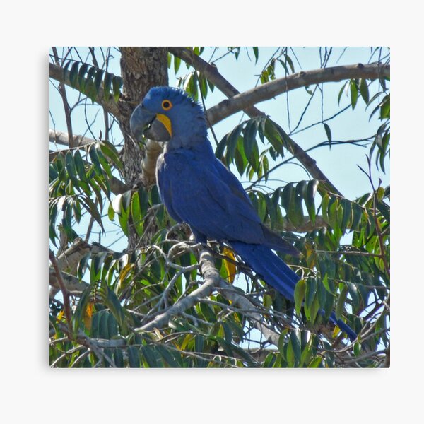 The parrot tree Canvas Print