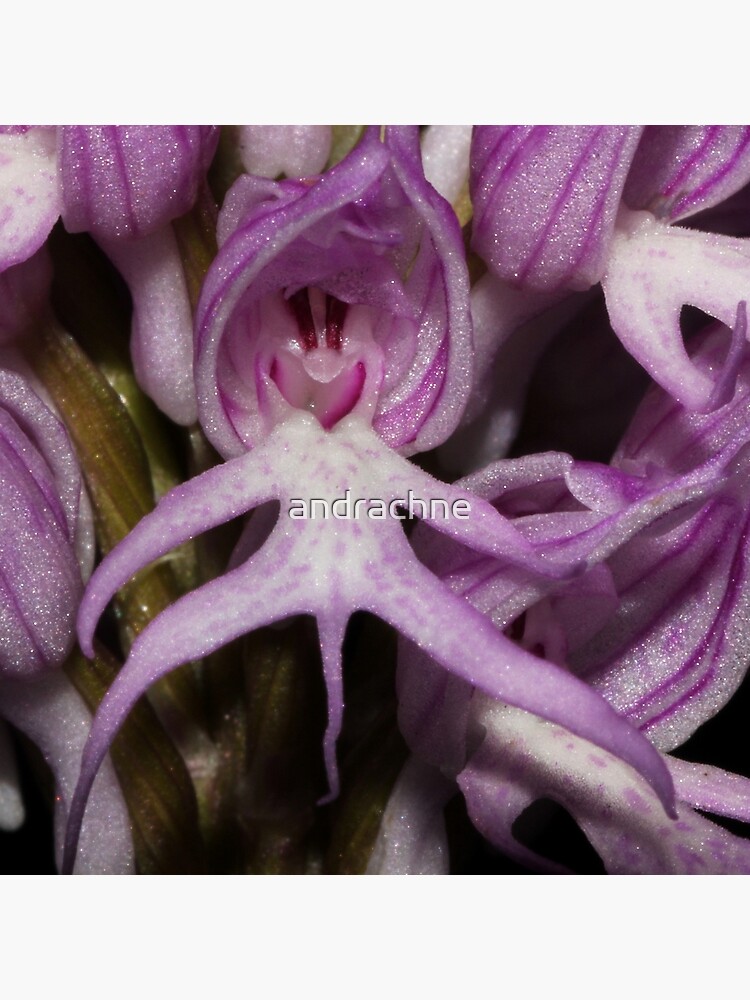 Bolsa de tela « Orquídea Italiana Filo: Magnoliophyta Orden: Orchidales  Familia: Orchidaceae Las flores nacen en una espiga densa y pueden variar  de rosa pálido a rosa oscuro. Hay manchas oscuras en