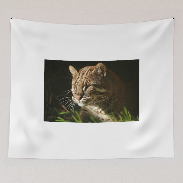 Item preview, Asiatic Golden Cat designed and sold by ljm000.