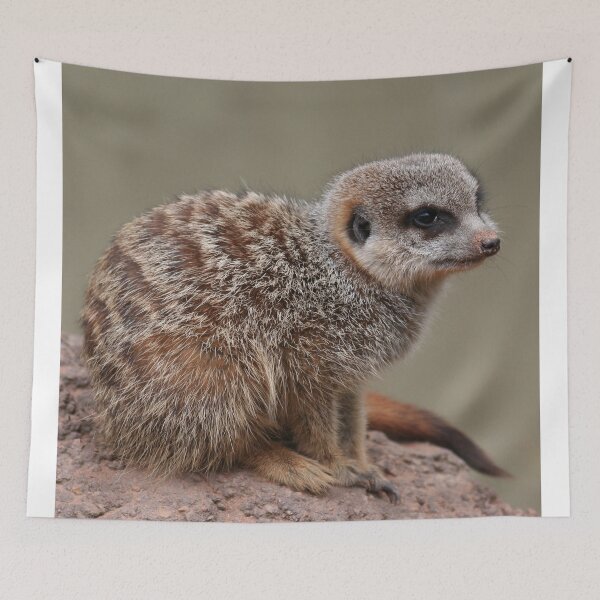 Item preview, Meerkat designed and sold by Jenny Brice.