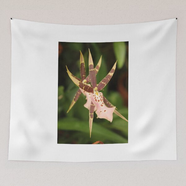 Item preview, Spider Orchid designed and sold by coffeebean.