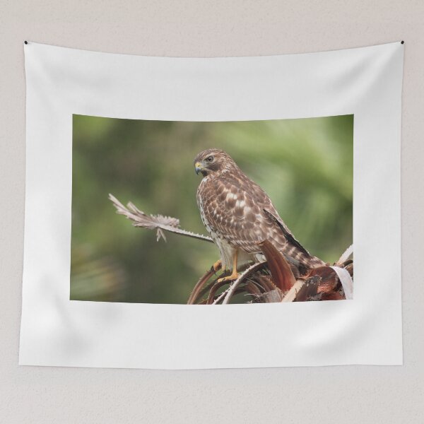 Item preview, aunque las aves del norte migran principalmente al centro de México. La principal amenaza moderna para estas aves es la deforestación. designed and sold by kathy s gillentine.