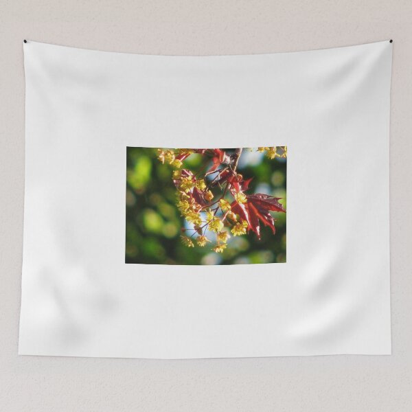 Item preview, Acer platanoides 'Crimson King' designed and sold by dawnrosie.