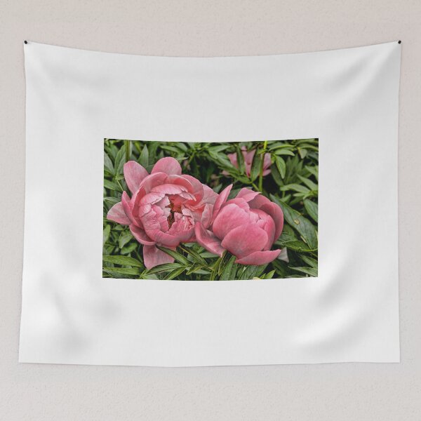 Item preview, Peony - Experimental Garden, Ottawa, Ontario designed and sold by Tracey  Dryka.