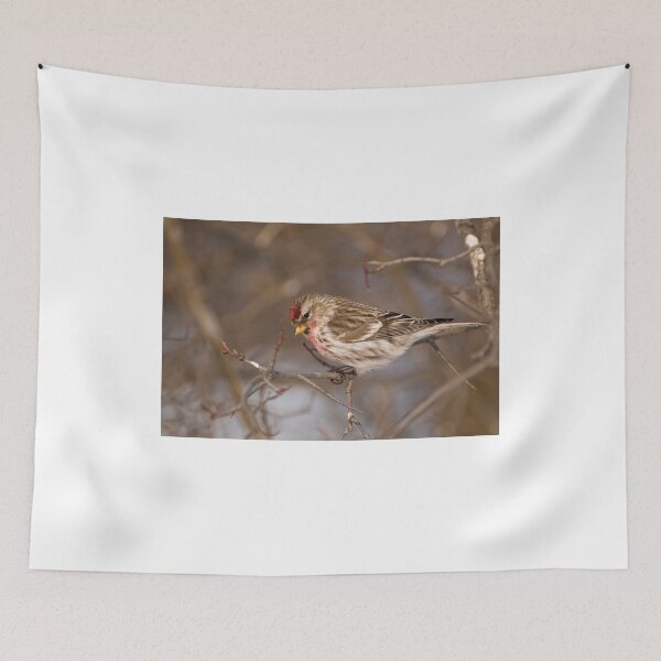 Item preview, Male Common Redpoll - Shirley's Bay, Ottawa, Ontario designed and sold by Tracey  Dryka.