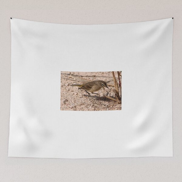 Aperçu de l'œuvre Juvenile Myrtle Warbler créée et vendue par Larry Trupp.