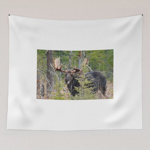 Item preview, Bull moose - Algonquin Park, Ontario designed and sold by Tracey  Dryka.