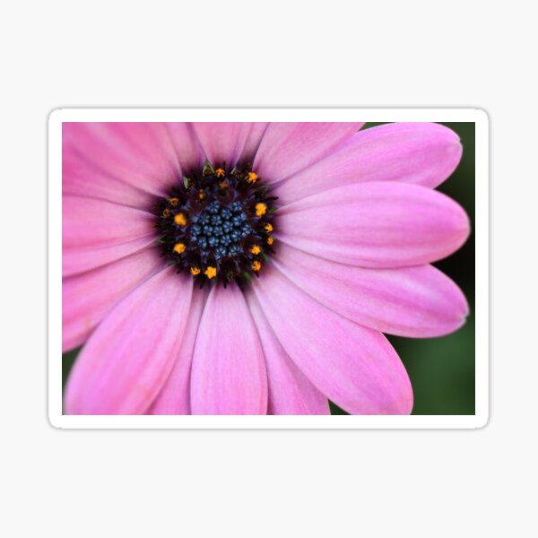 Spanish Daisy Summer Beauty Sticker