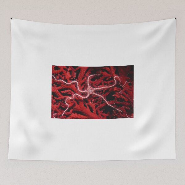 Item preview, Brittle Star, Great Barrier Reef designed and sold by Erik Schlogl.