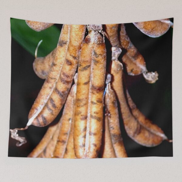 Item preview, Weed seed pods designed and sold by B. Randi Bailey.