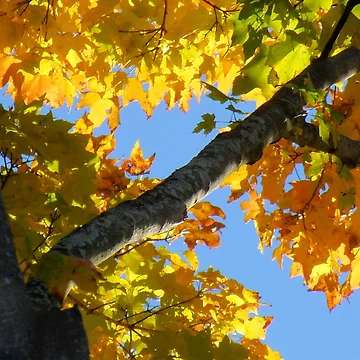Artwork thumbnail, Fall Maple by John McCloskey