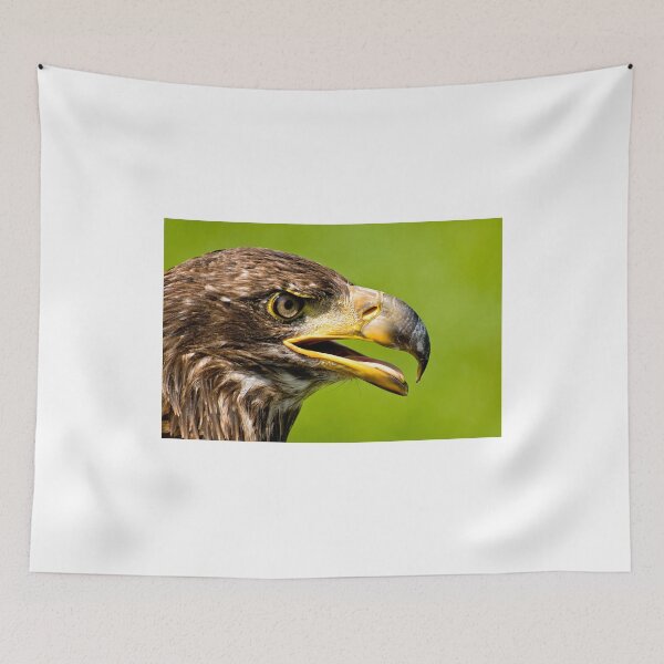 Item preview, Juvenile Bald Eagle - Parc Omega, Montebello, PQ designed and sold by Tracey  Dryka.