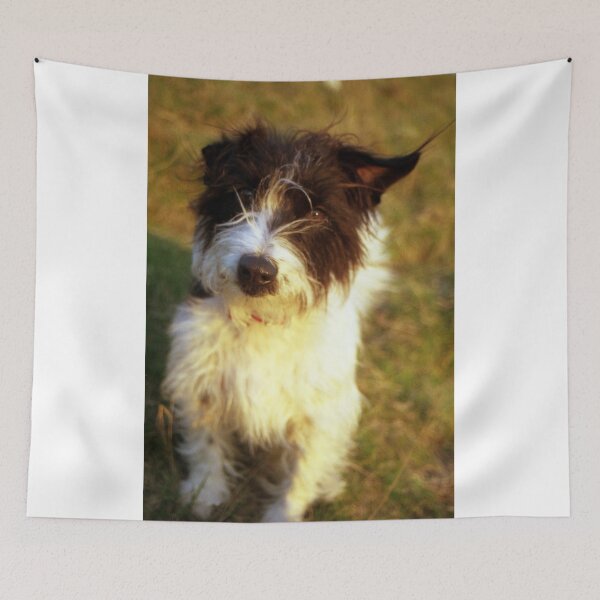 Item preview, Murphy designed and sold by Michael Haslam.