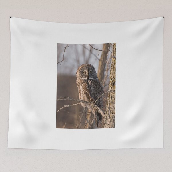 Item preview, Great Grey Owl, Ottawa, Ontario designed and sold by Tracey  Dryka.