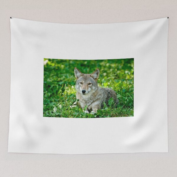 Item preview, Coyotes - Parc Omega, Montebello, PQ designed and sold by Tracey  Dryka.