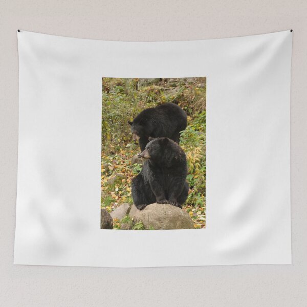 Item preview, Black bear - Parc Omega, Montebello, PQ designed and sold by Tracey  Dryka.