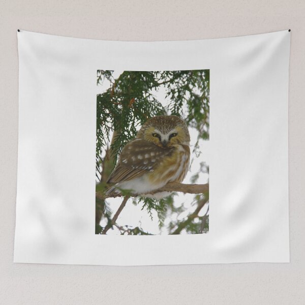 Item preview, Northern Saw - Whet Owl - Ottawa, Ontario designed and sold by Tracey  Dryka.