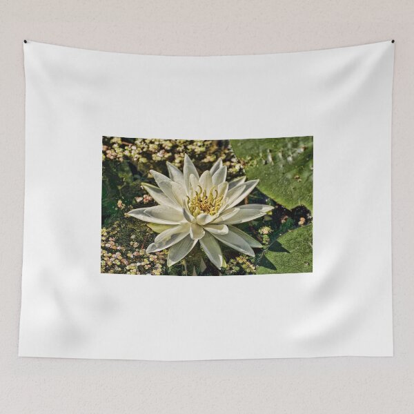 Item preview, Water lily - Chaffey's Locks, Ontario designed and sold by Tracey  Dryka.