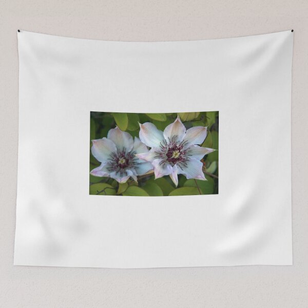 Item preview, Clematis Rosamunde designed and sold by coffeebean.