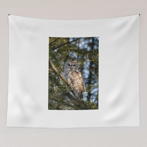 Item preview, Barred Owl ( Strix varia)- Brighton, Ontario designed and sold by Tracey  Dryka.