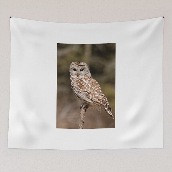 Item preview, Barred Owl - Brighton, Ontario designed and sold by Tracey  Dryka.