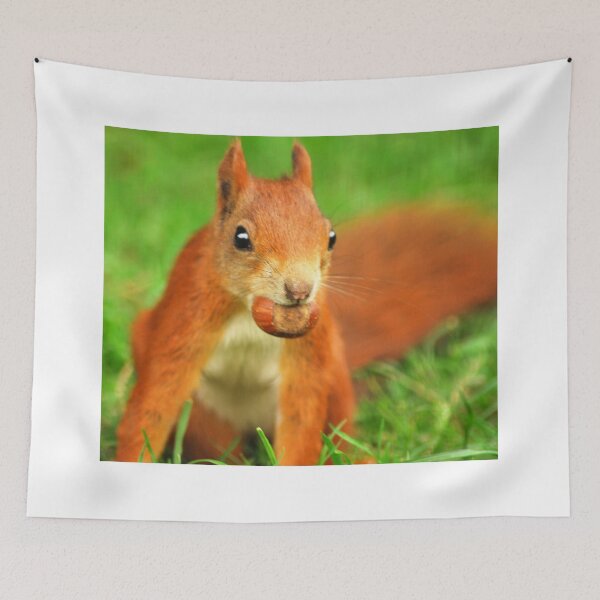 Item preview, Red Squirrel with a nut designed and sold by Anthony Hedger Photography.