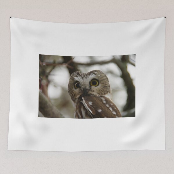 Item preview, Northern Saw - Whet Owl - Amherst Island, Ontario designed and sold by Tracey  Dryka.
