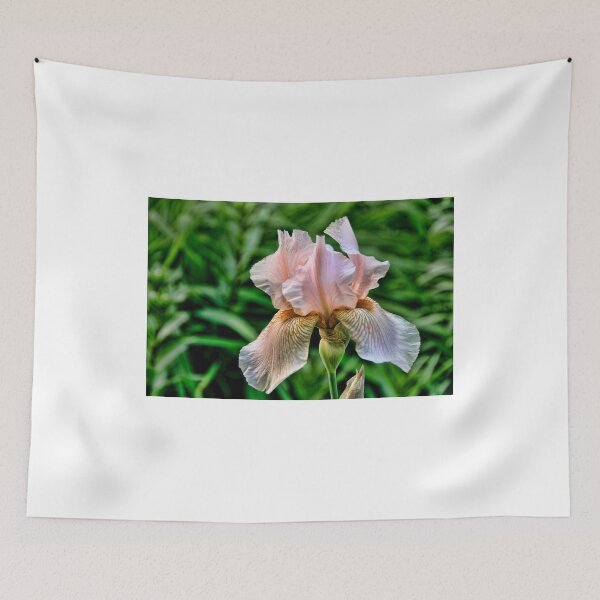 Item preview, Cheesecake - Iris, my garden, Ottawa, Ontario designed and sold by Tracey  Dryka.