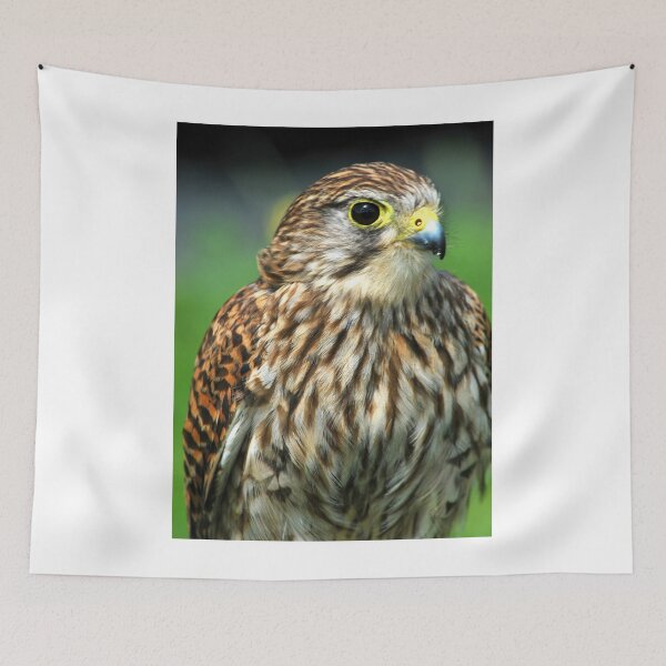 Item preview, The posing hawk  designed and sold by Anthony Hedger Photography.