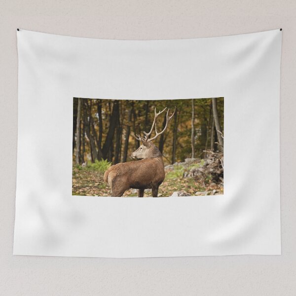 Item preview, Show Off! designed and sold by Tracey  Dryka.