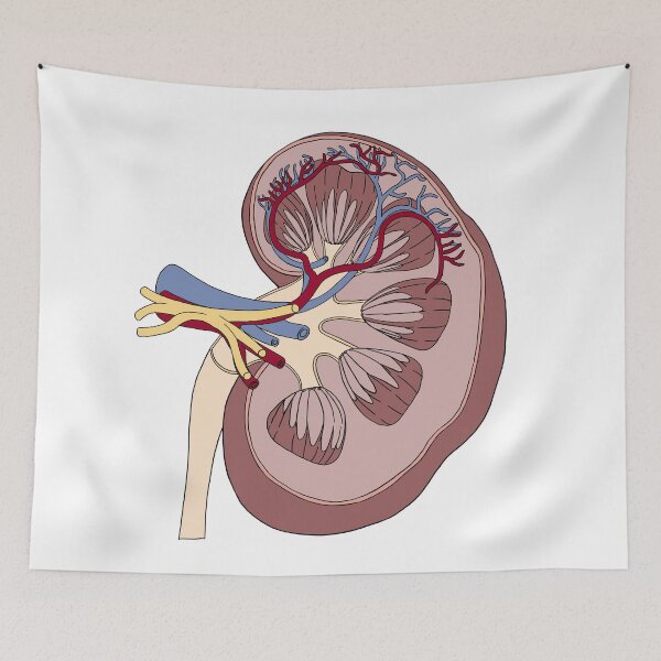 Item preview, Kidney anatomy designed and sold by carries-anatomy.