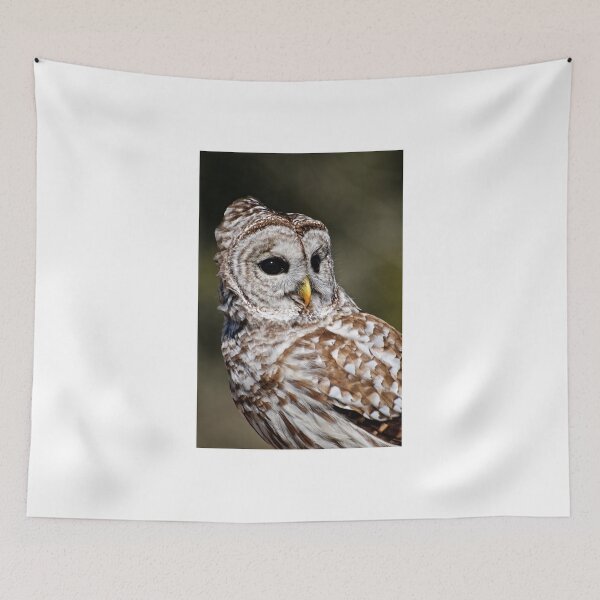 Item preview, Barred Owl - Brighton, Ontario designed and sold by Tracey  Dryka.