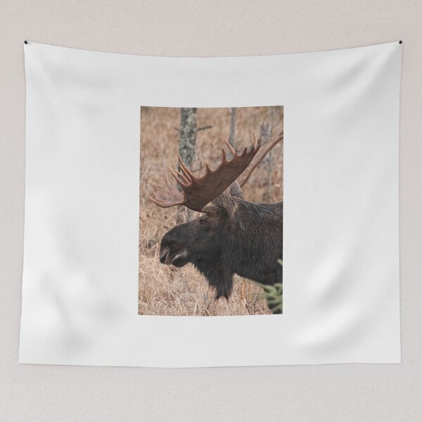 Item preview, Bull moose - Algonquin Park, Ontario designed and sold by Tracey  Dryka.