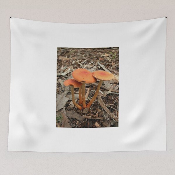 Artikelvorschau, Orange Fungi, Lane Cove National Park, Sydney, Australia. entworfen und verkauft von kaysharp.