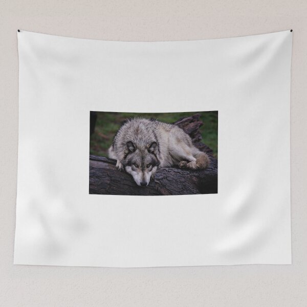 Item preview, A wolf on a wet log designed and sold by yair  leibovich.