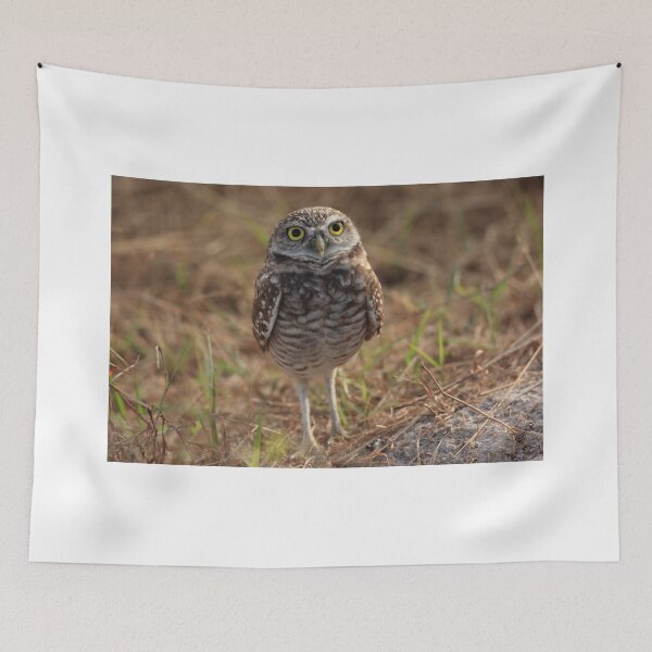 Item preview, the little owl designed and sold by kathy s gillentine.