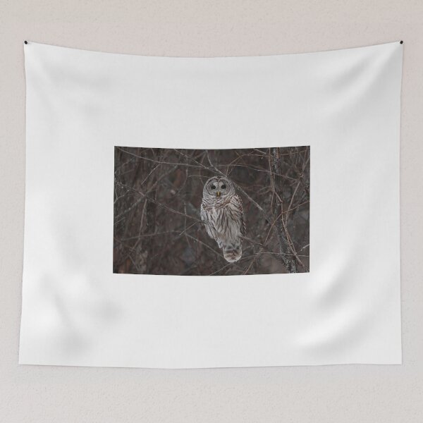 Item preview, Barred Owl - Kanata, Ont designed and sold by James Cumming.