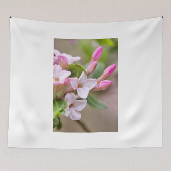 Item preview, DAPHNE DELIGHT designed and sold by coffeebean.